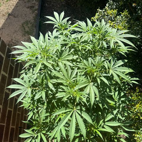 Mary Jane  growlog timeline photo