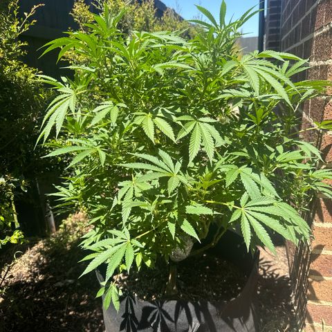 Mary Jane  growlog timeline photo