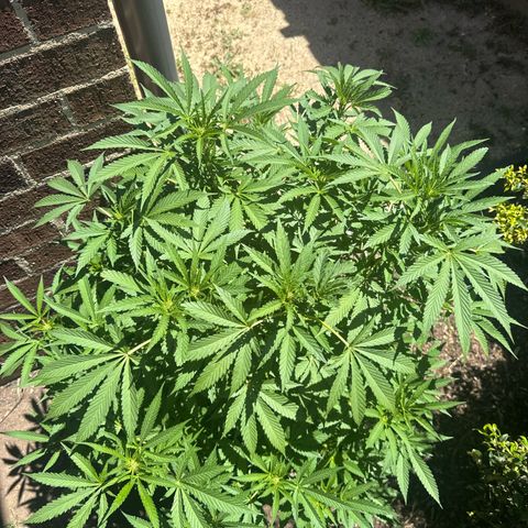 Mary Jane  growlog timeline photo