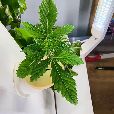 Sticky Beast Automatic growlog photo: So far so good