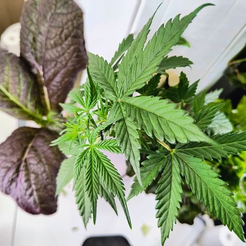 Sticky Beast Automatic growlog timeline photo