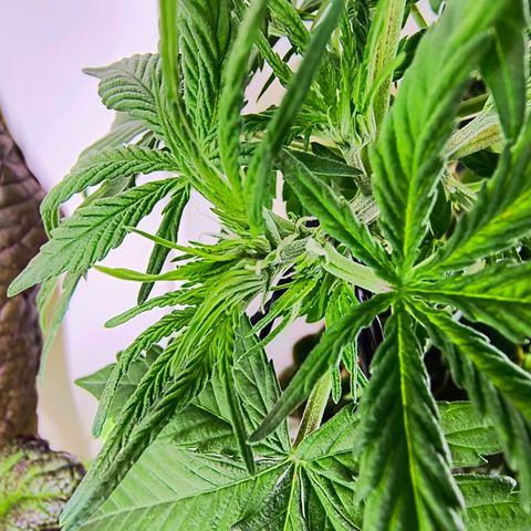 Sticky Beast Automatic growlog timeline photo