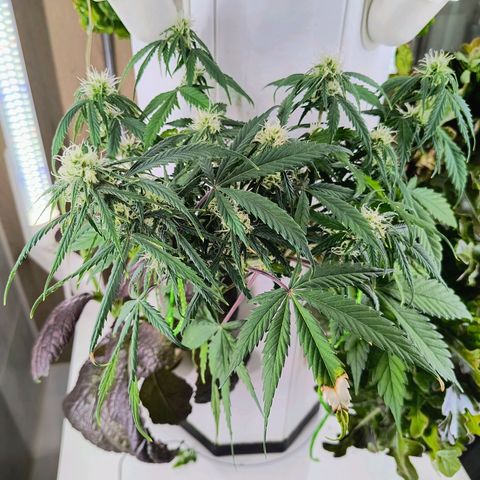 Sticky Beast Automatic growlog timeline photo