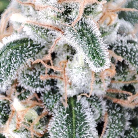 Sticky Beast Automatic growlog timeline photo