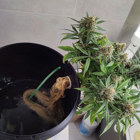 Sticky Beast Automatic growlog timeline photo