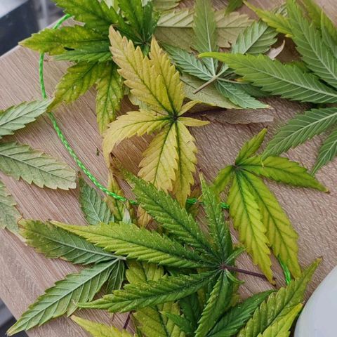 Sticky Beast Automatic growlog timeline photo