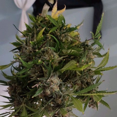 Sticky Beast Automatic growlog timeline photo