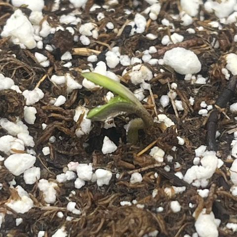 Haight Afberry growlog timeline photo