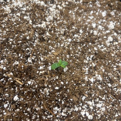 Haight Afberry growlog timeline photo