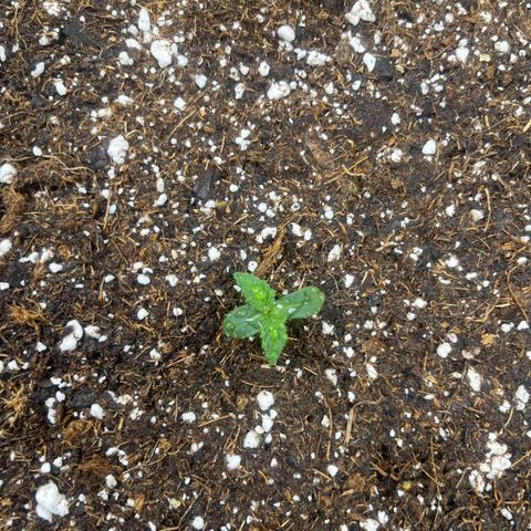 Haight Afberry growlog timeline photo