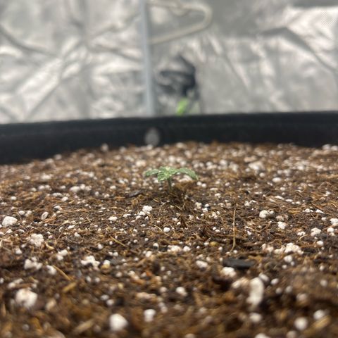 Haight Afberry growlog timeline photo