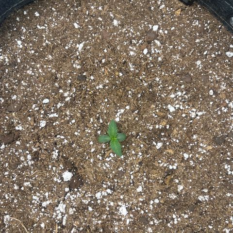 Haight Afberry growlog timeline photo