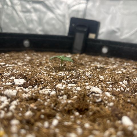 Haight Afberry growlog timeline photo