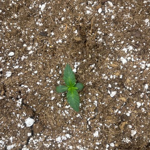 Haight Afberry growlog timeline photo