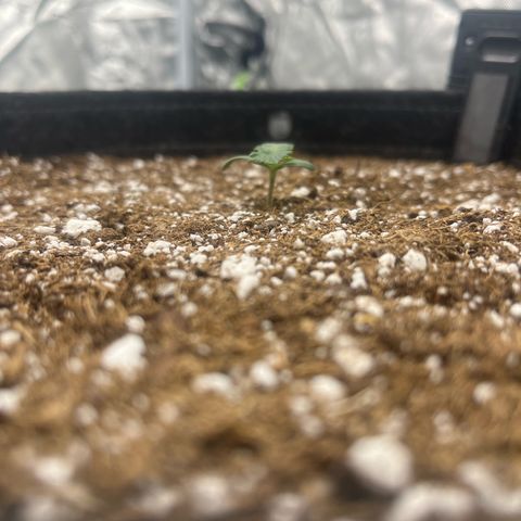 Haight Afberry growlog timeline photo