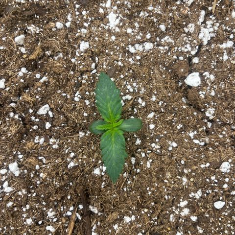 Haight Afberry growlog timeline photo