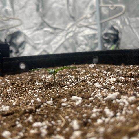 Haight Afberry growlog timeline photo