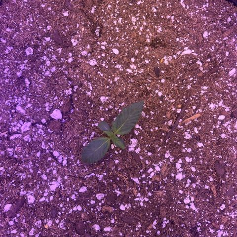 Haight Afberry growlog timeline photo