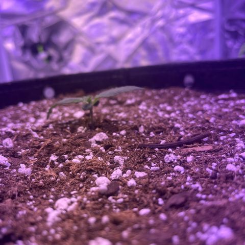 Haight Afberry growlog timeline photo