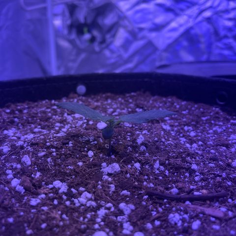 Haight Afberry growlog timeline photo