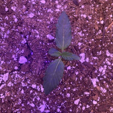 Haight Afberry growlog timeline photo