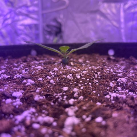 Haight Afberry growlog timeline photo