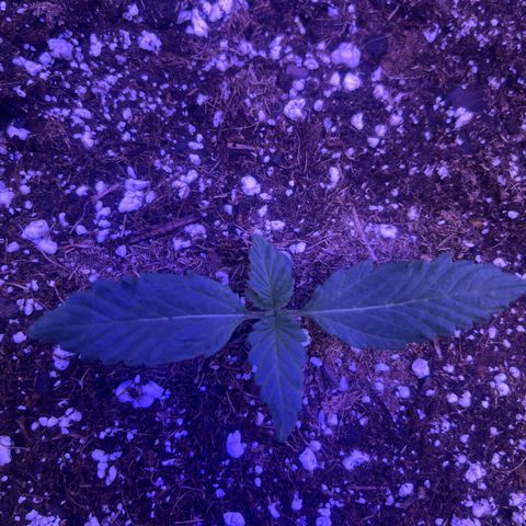 Haight Afberry growlog timeline photo