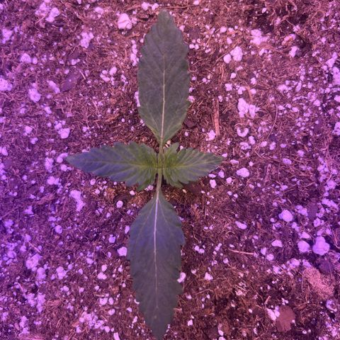Haight Afberry growlog photo: 2nd set of leaves starting 