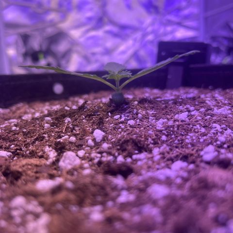 Haight Afberry growlog photo: 2nd set of leaves starting 