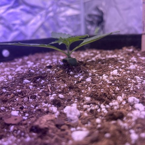 Haight Afberry growlog timeline photo