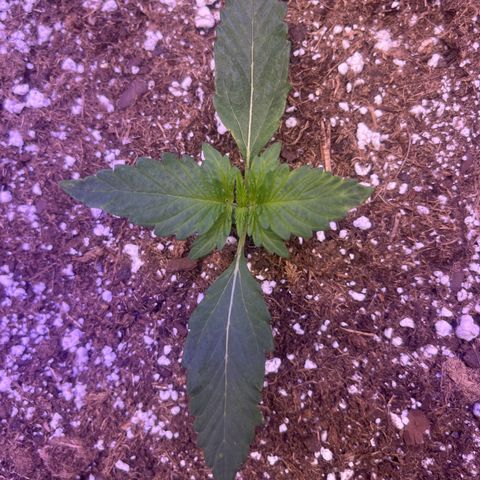 Haight Afberry growlog timeline photo