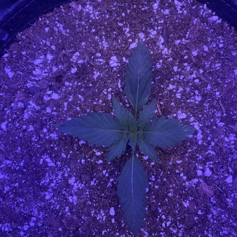 Haight Afberry growlog timeline photo