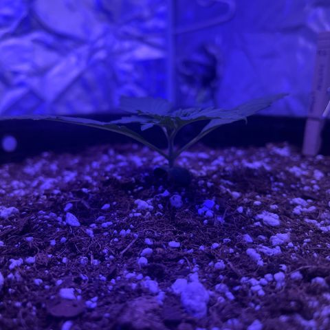 Haight Afberry growlog timeline photo