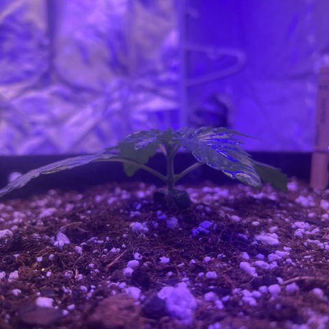 Haight Afberry growlog timeline photo