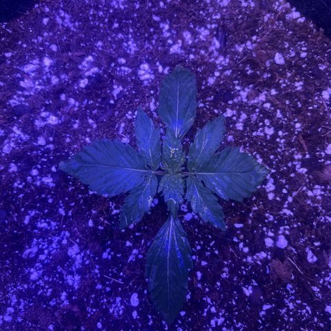 Haight Afberry growlog timeline photo