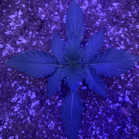 Haight Afberry growlog timeline photo