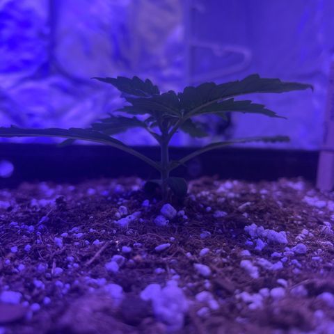 Haight Afberry growlog timeline photo
