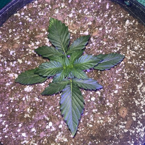 Haight Afberry growlog timeline photo