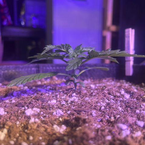 Haight Afberry growlog timeline photo