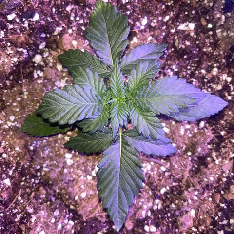 Haight Afberry growlog timeline photo