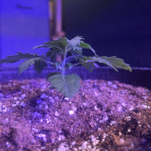 Haight Afberry growlog timeline photo