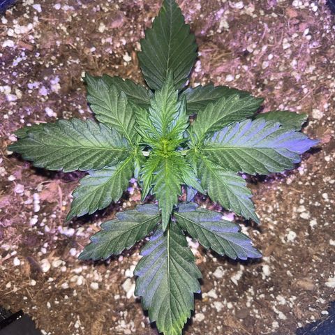 Haight Afberry growlog timeline photo