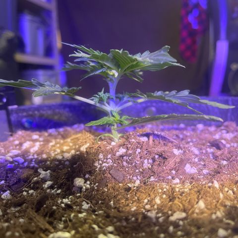 Haight Afberry growlog timeline photo