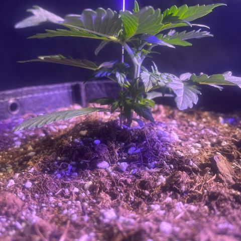 Haight Afberry growlog timeline photo