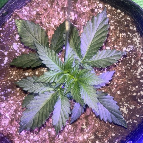 Haight Afberry growlog timeline photo