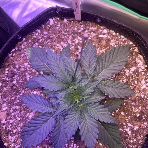 Haight Afberry growlog timeline photo