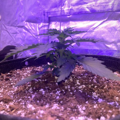 Haight Afberry growlog timeline photo