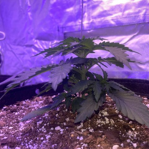 Haight Afberry growlog timeline photo