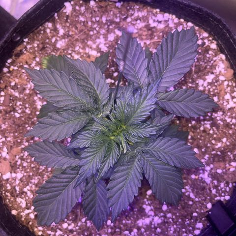 Haight Afberry growlog timeline photo