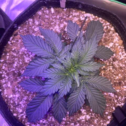 Haight Afberry growlog timeline photo